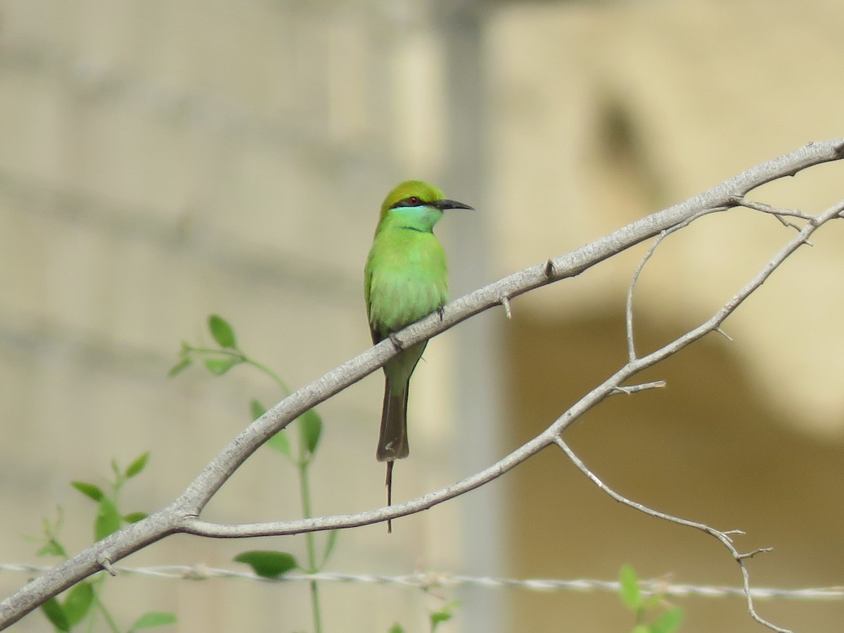 Asian Green Bee-eater - ML407214011