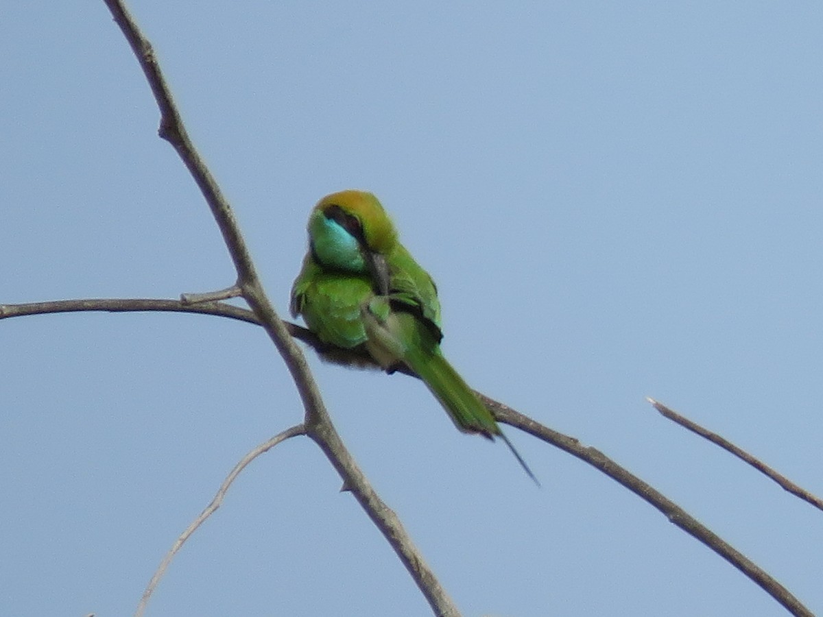 Asian Green Bee-eater - ML407214021