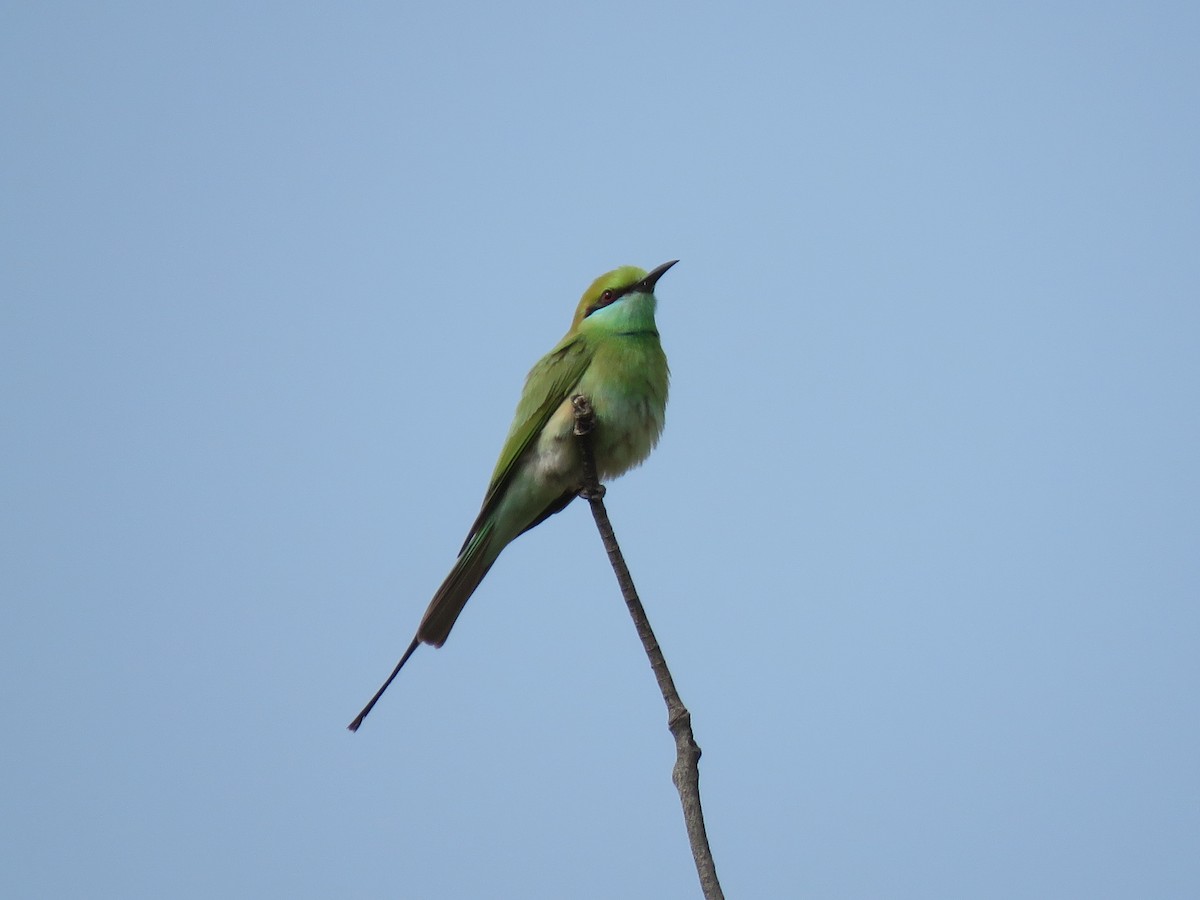 Asian Green Bee-eater - ML407214031