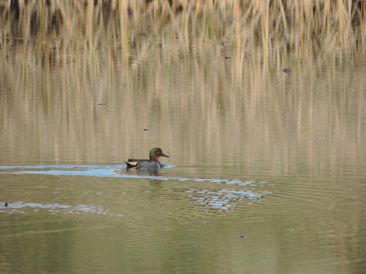 Green-winged Teal - Brandon Brown