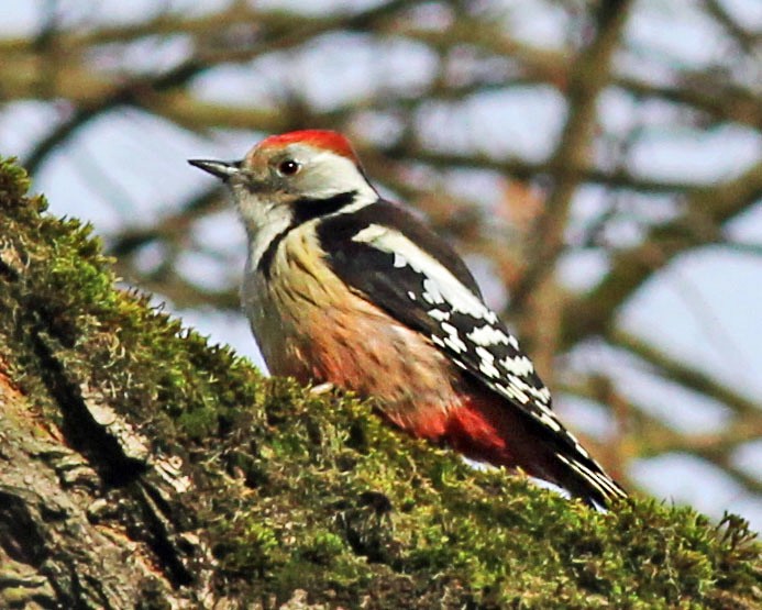 Middle Spotted Woodpecker - ML407215421