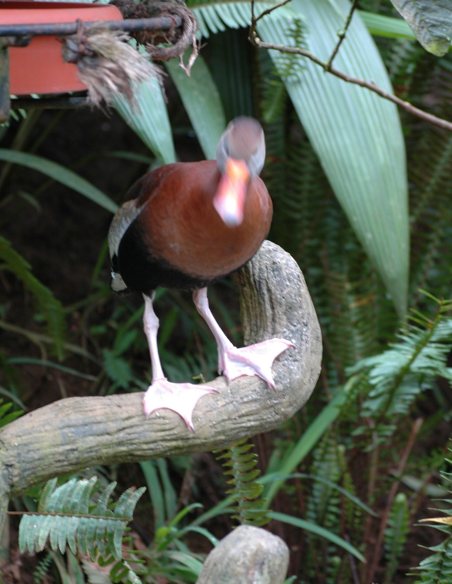 Black-bellied Whistling-Duck - FELIX-MARIE AFFA'A