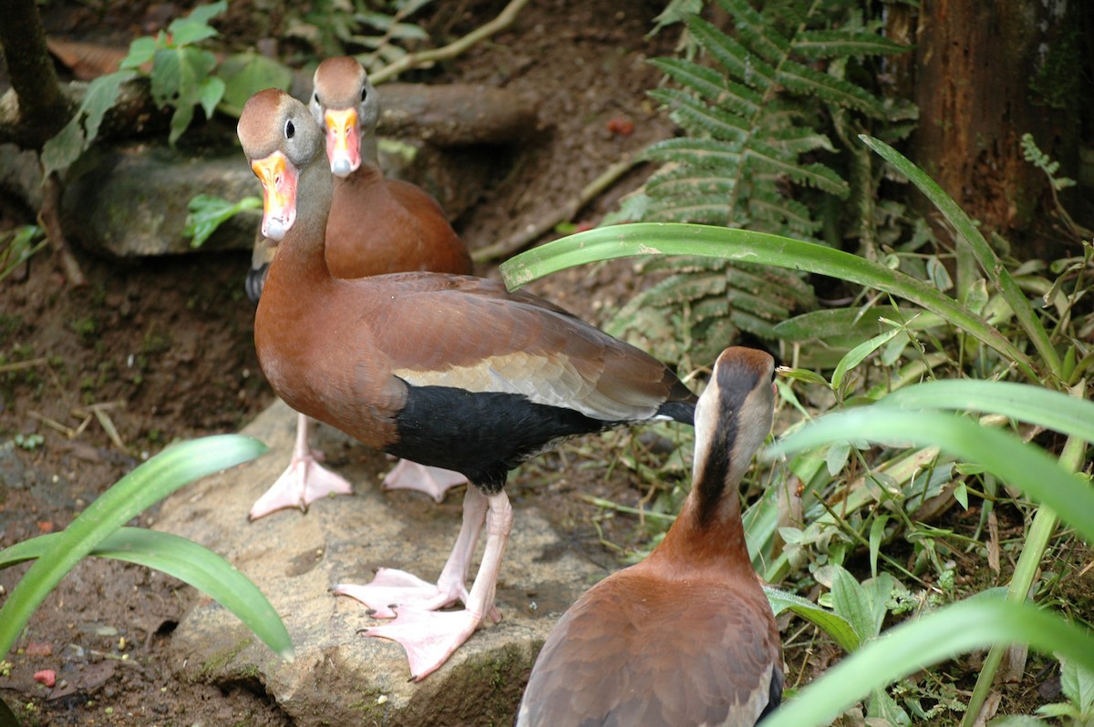 Black-bellied Whistling-Duck - FELIX-MARIE AFFA'A