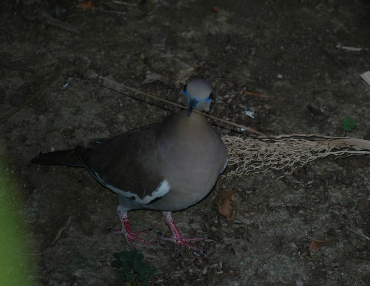 White-winged Dove - FELIX-MARIE AFFA'A