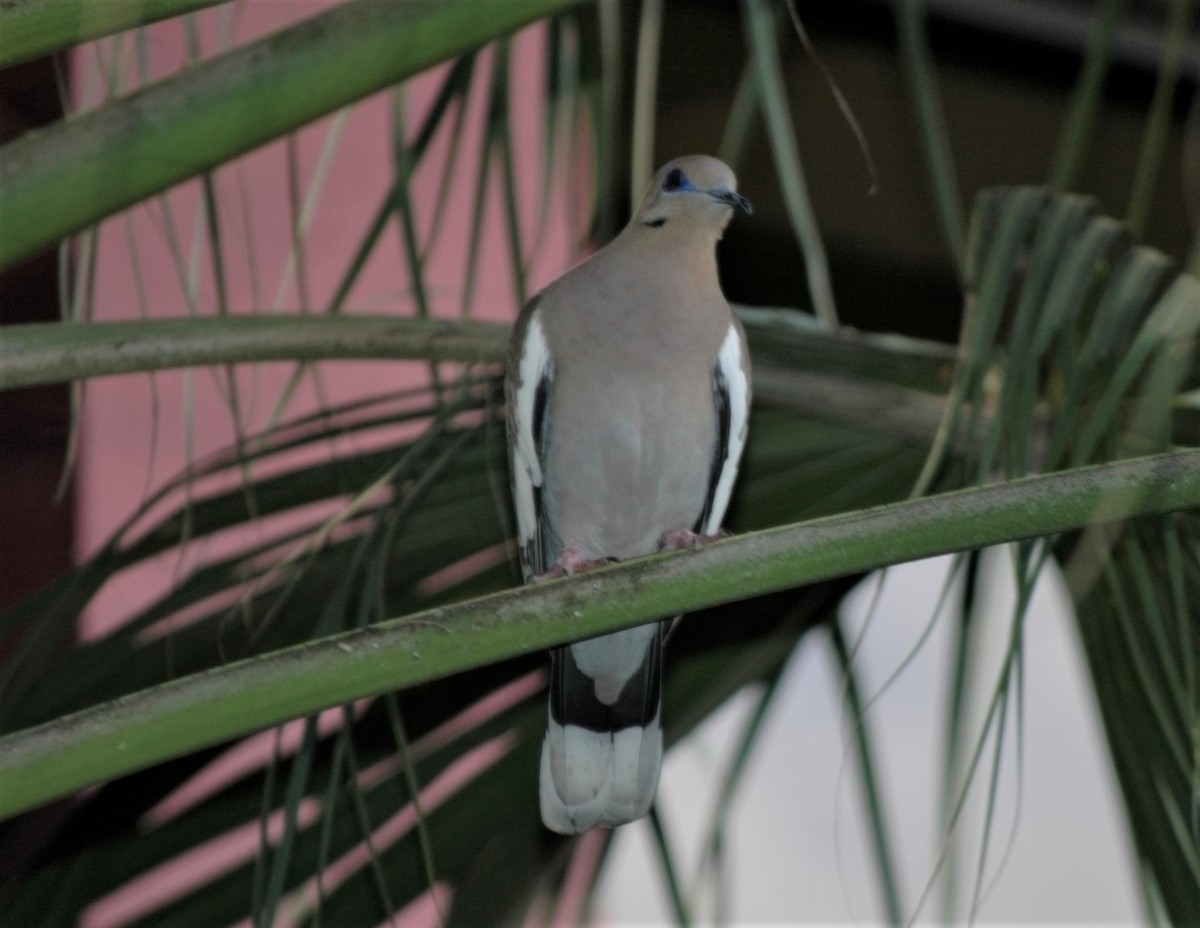 White-winged Dove - FELIX-MARIE AFFA'A