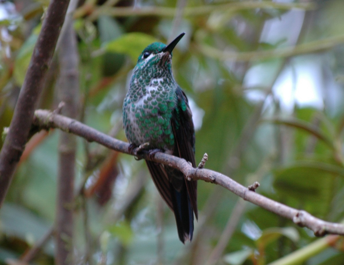 Green-crowned Brilliant - FELIX-MARIE AFFA'A