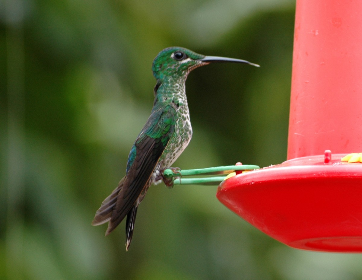 Green-crowned Brilliant - FELIX-MARIE AFFA'A