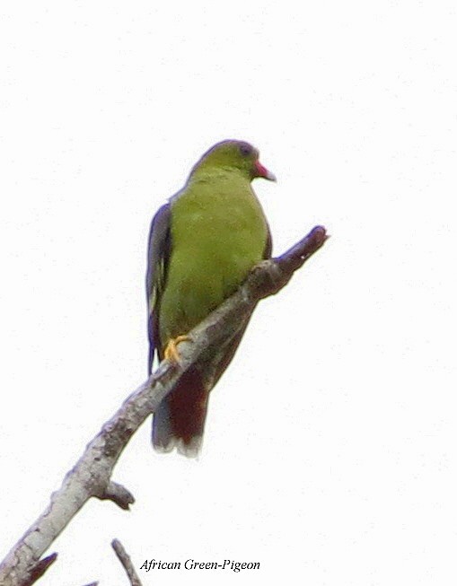 African Green-Pigeon - ML407218351
