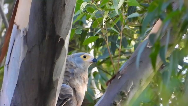 Aguilucho Caricalvo Común - ML407218431