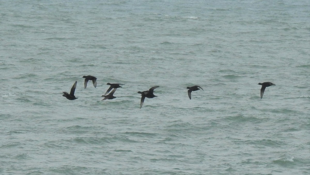 Common Scoter - ML407218781