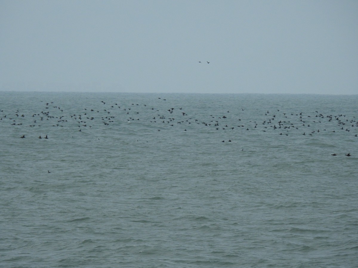 Common Scoter - ML407219501