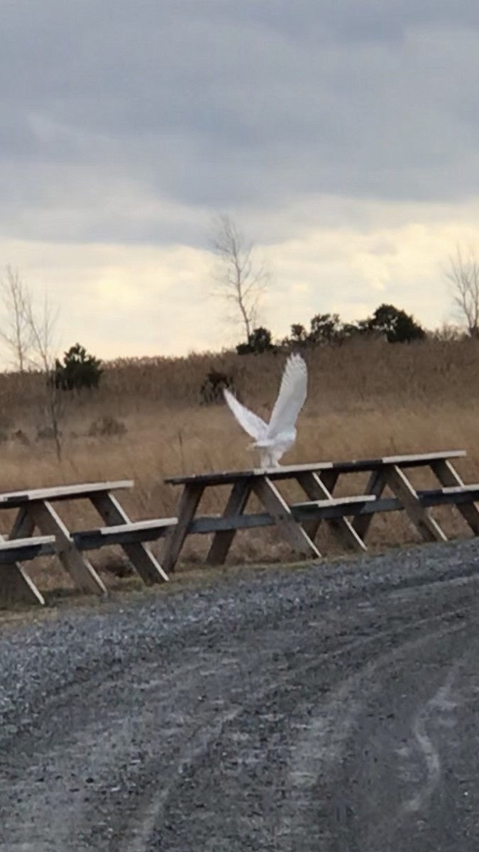 Snowy Owl - ML407219781