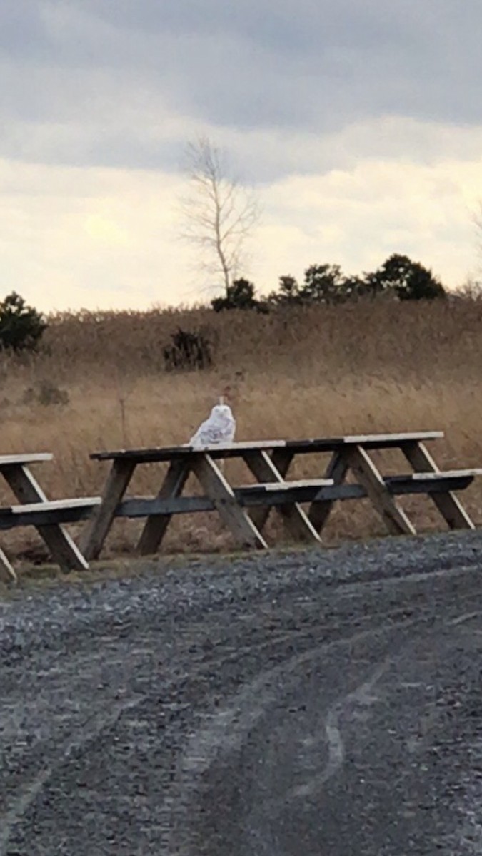 Snowy Owl - ML407219791