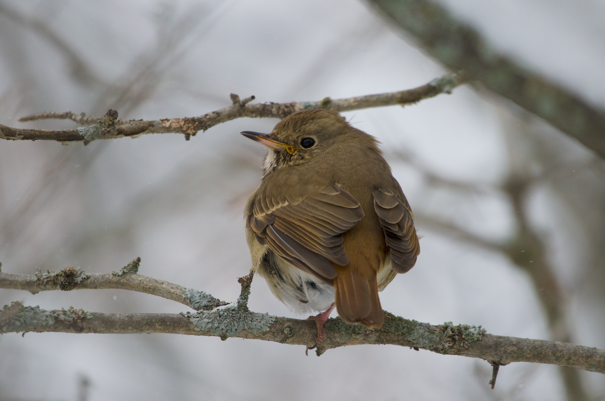 Hermit Thrush - ML407220021