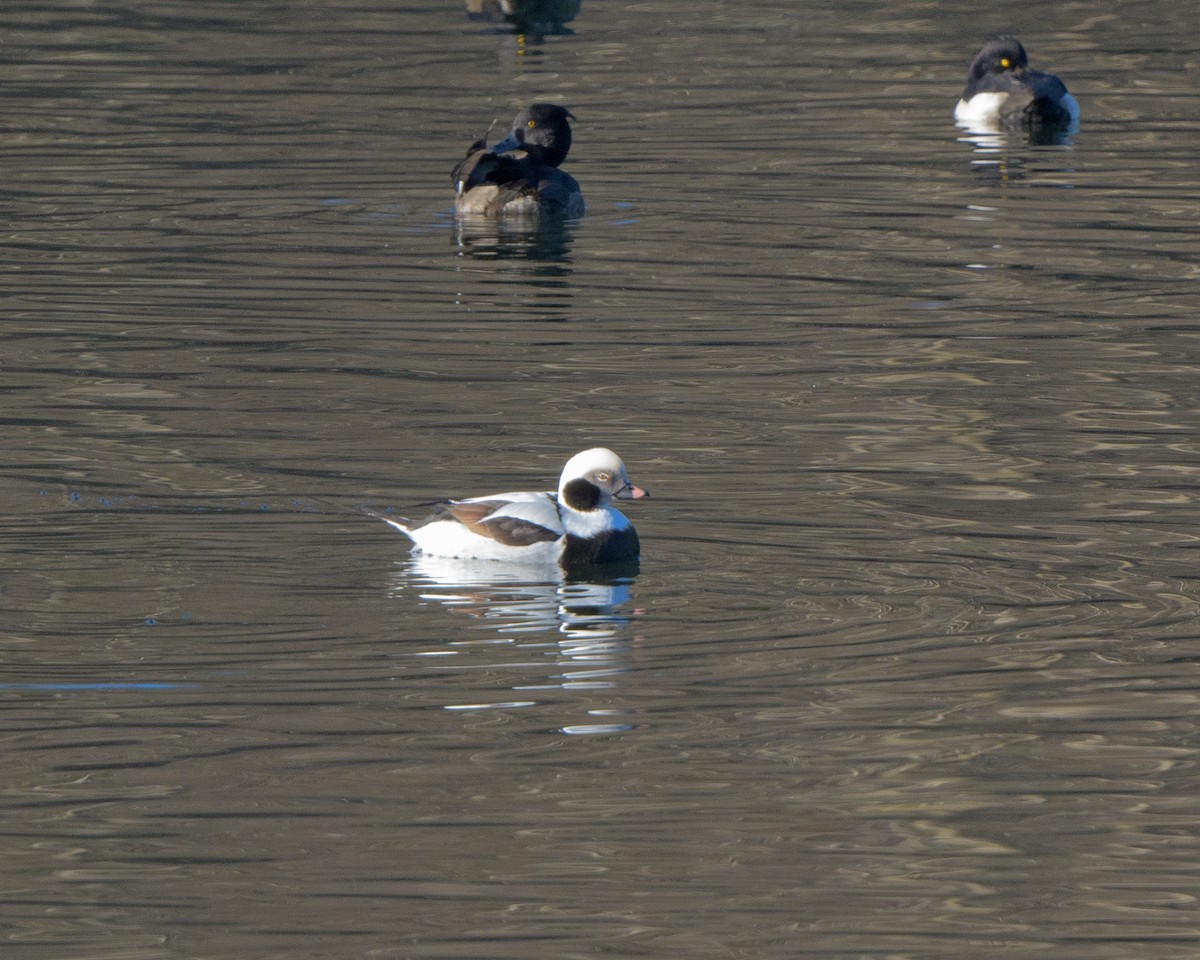 Long-tailed Duck - ML407220081