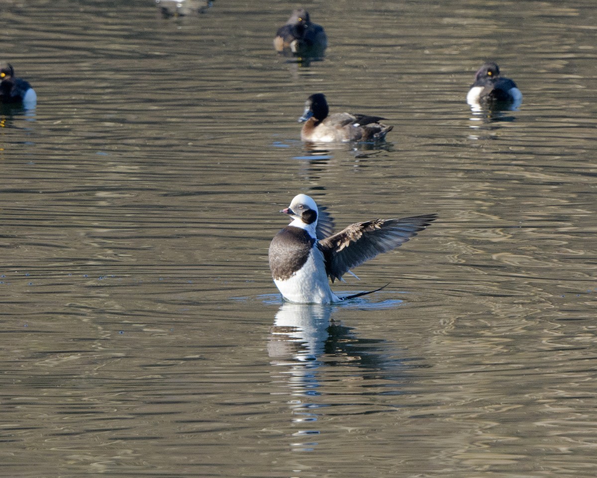 Long-tailed Duck - ML407220111