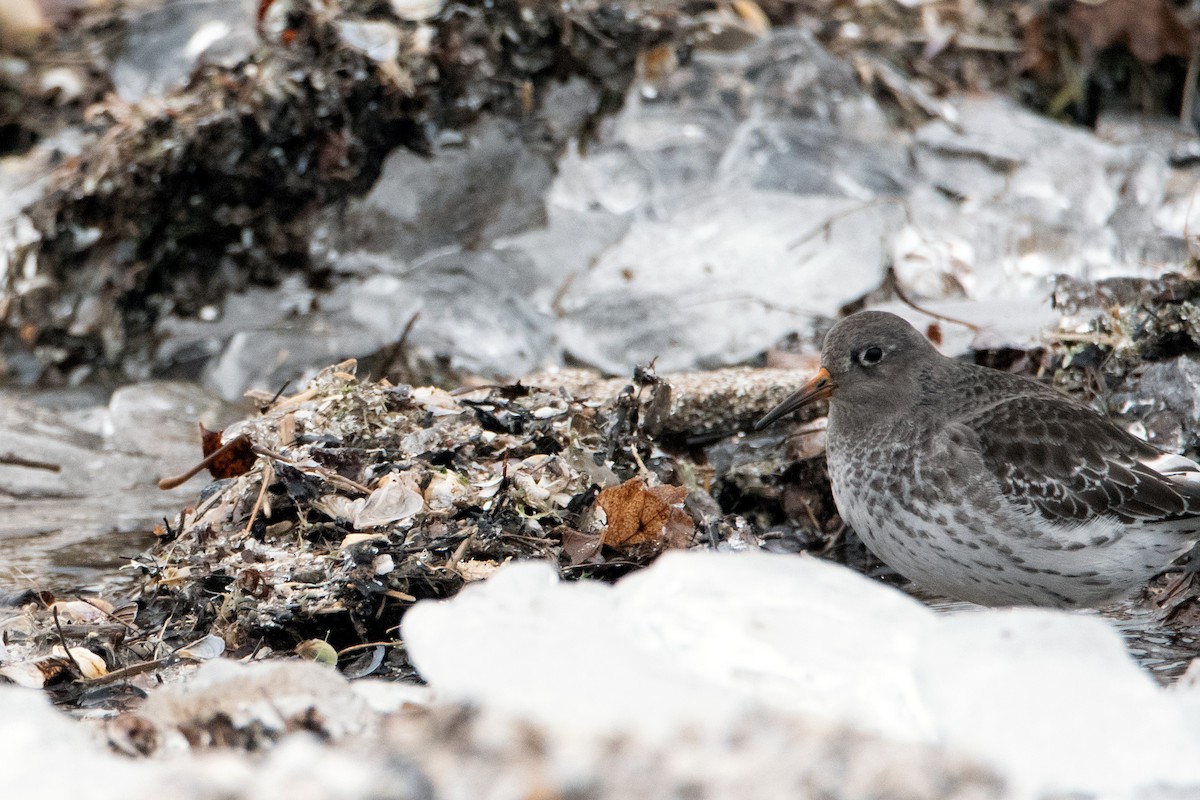 Purple Sandpiper - ML407220761