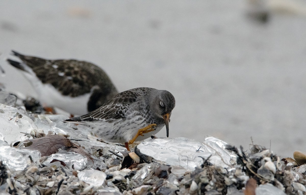 Purple Sandpiper - ML407220771
