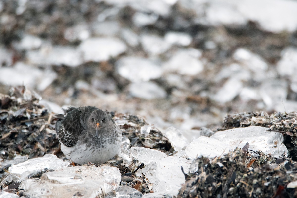 Purple Sandpiper - ML407220781