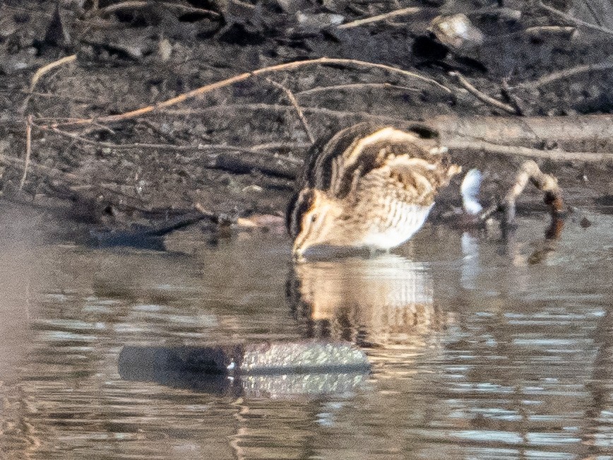 Common Snipe - John Tebbet