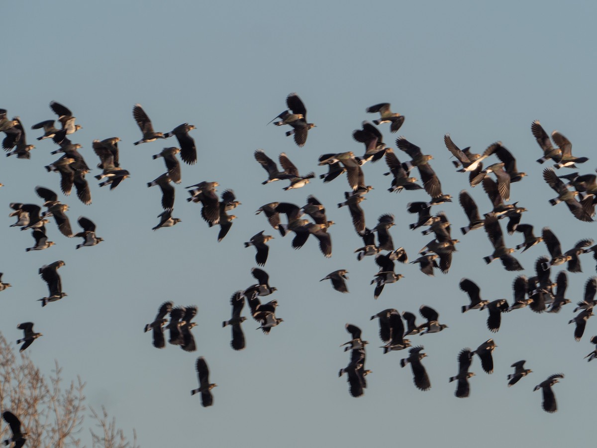 Northern Lapwing - John Tebbet