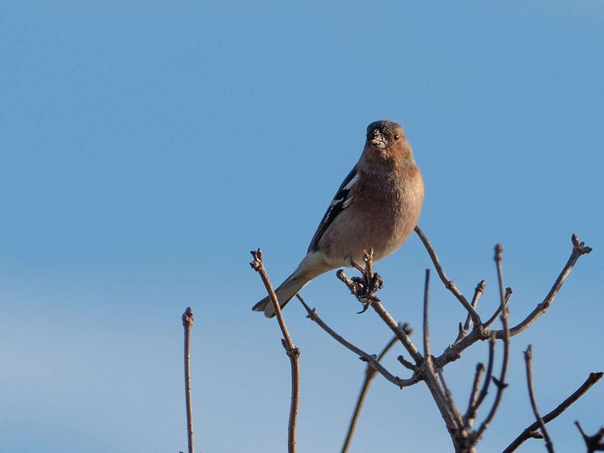 Common Chaffinch - John Tebbet