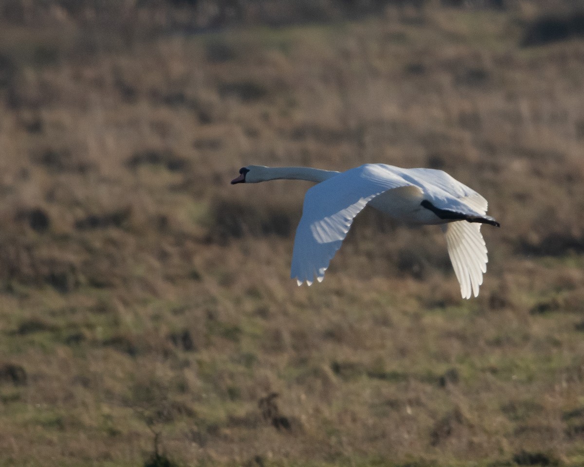 Хуруут хун - ML407222691