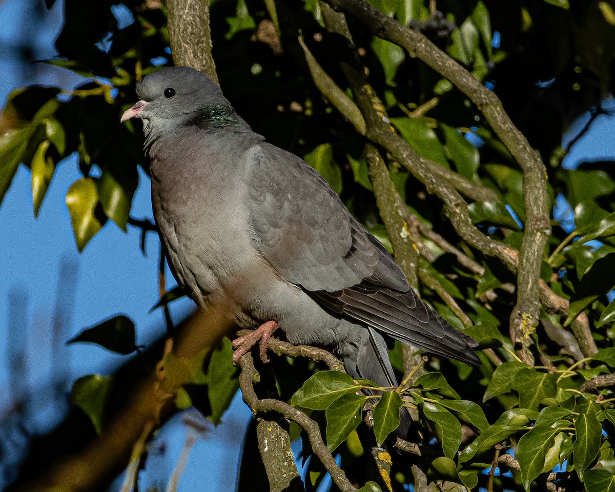 Хүнхэл тагтаа - ML407223071