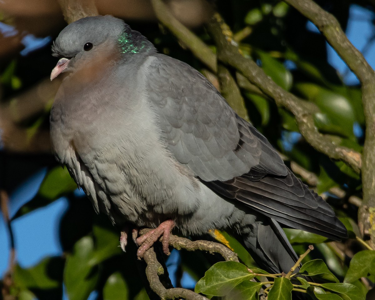 Хүнхэл тагтаа - ML407223081