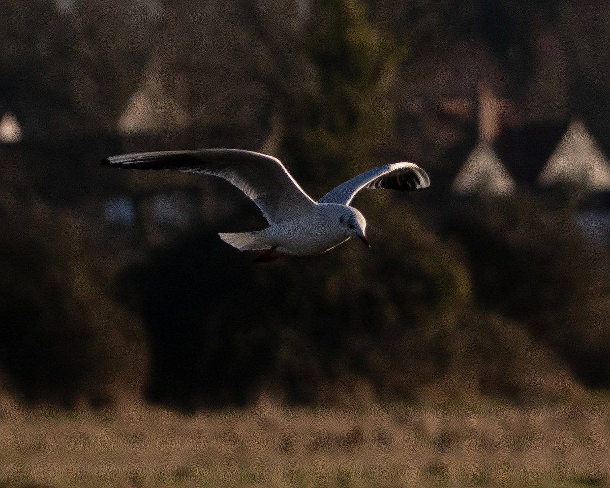 Хүрэн толгойт цахлай - ML407223231