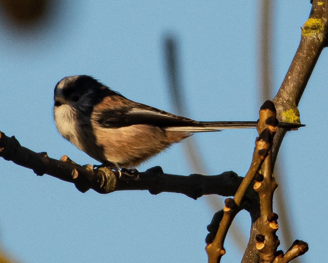 Сүүлт хөх бух - ML407223261