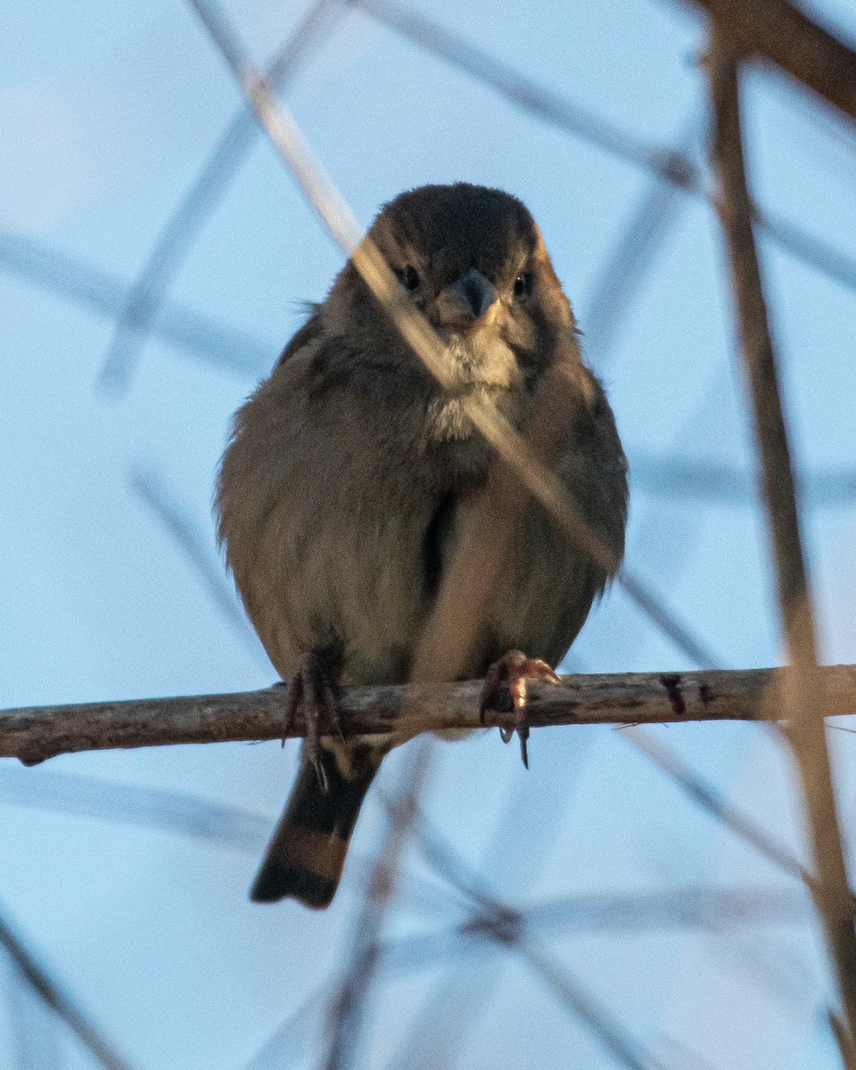 Оронгийн бор шувуу - ML407223351