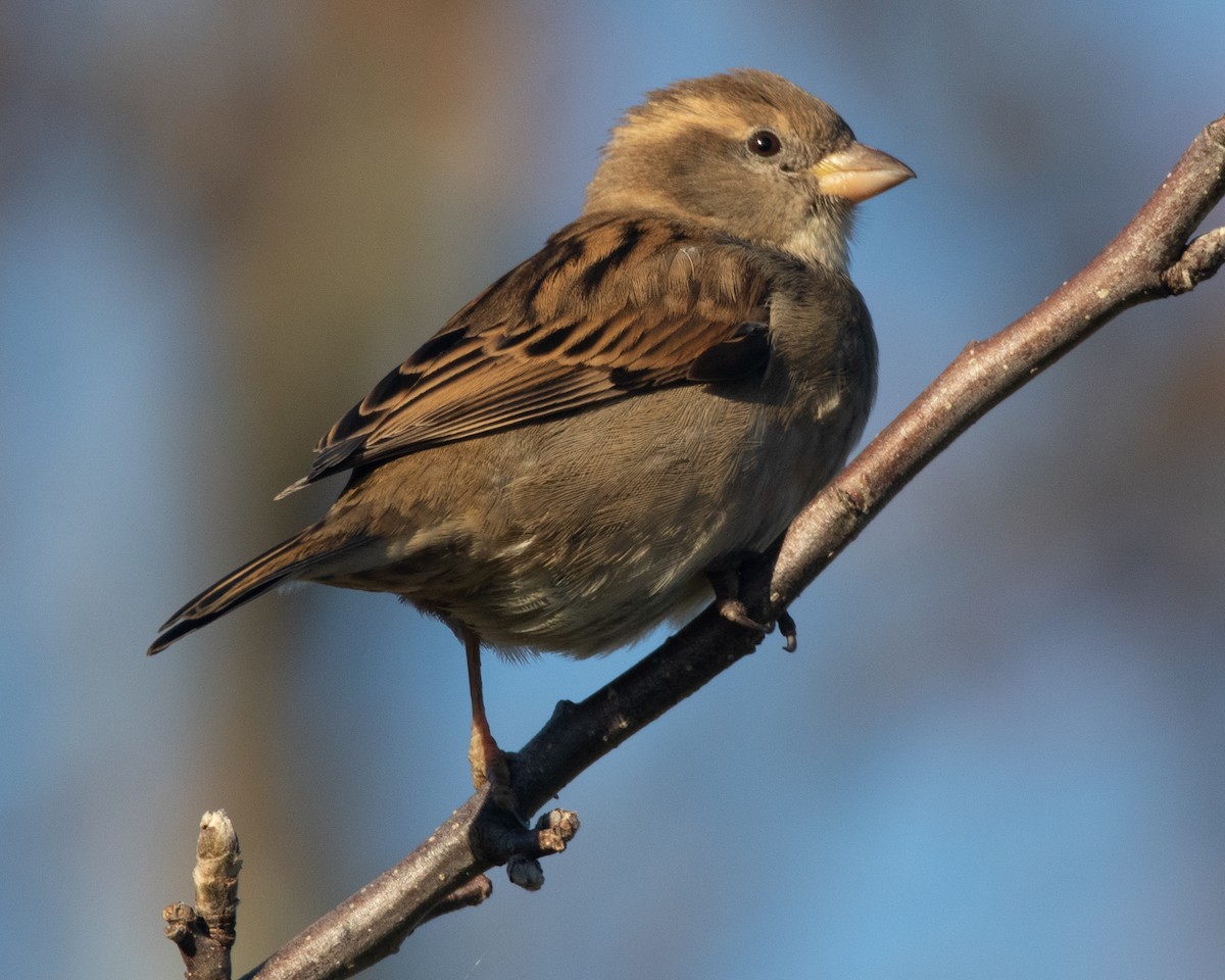 Оронгийн бор шувуу - ML407223361