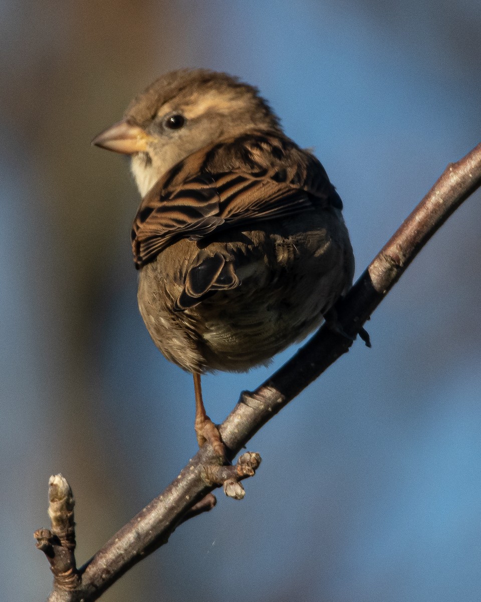 Оронгийн бор шувуу - ML407223391