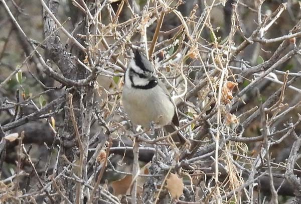 Bridled Titmouse - ML407226521