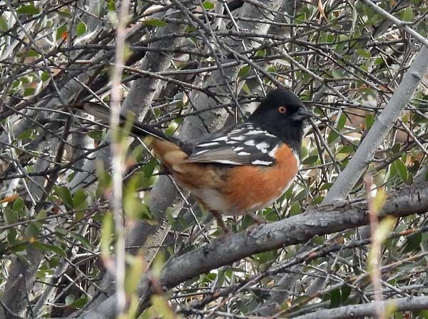 Spotted Towhee - ML407226951