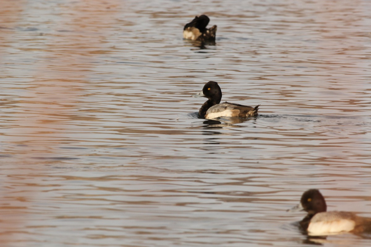 Lesser Scaup - ML407226991
