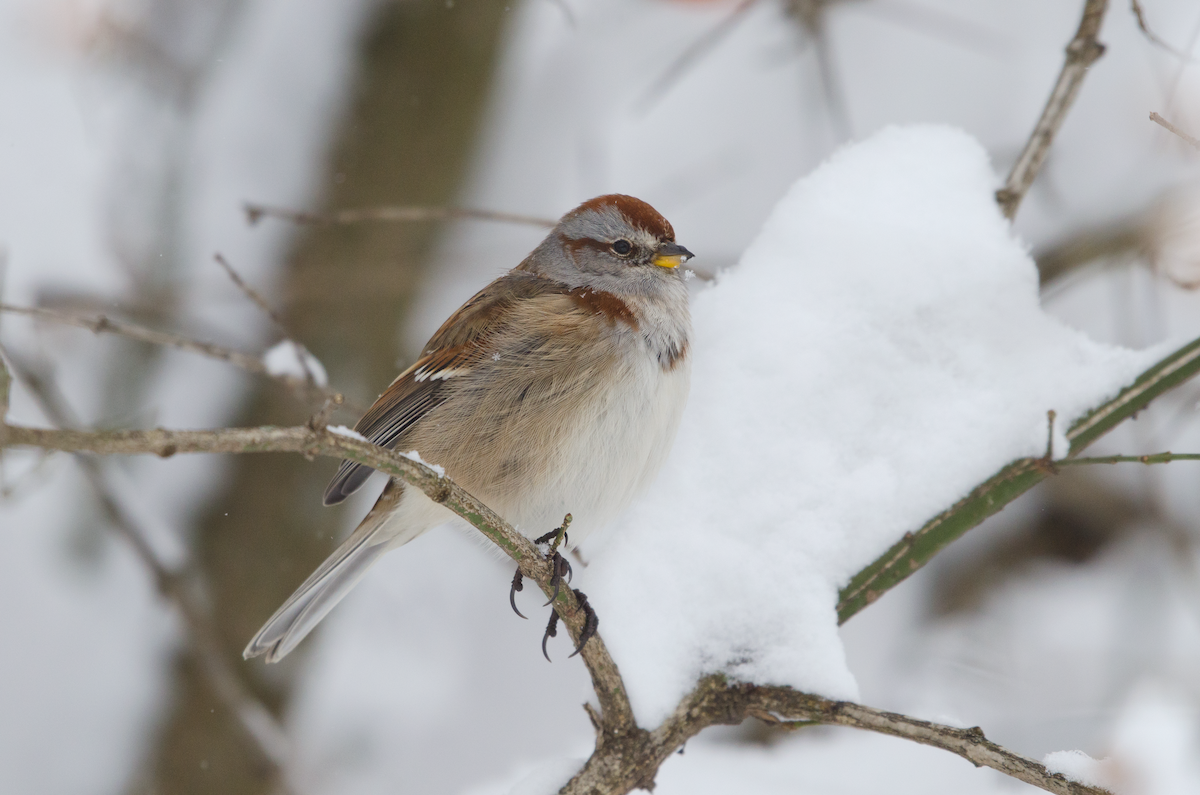 American Tree Sparrow - ML407227641