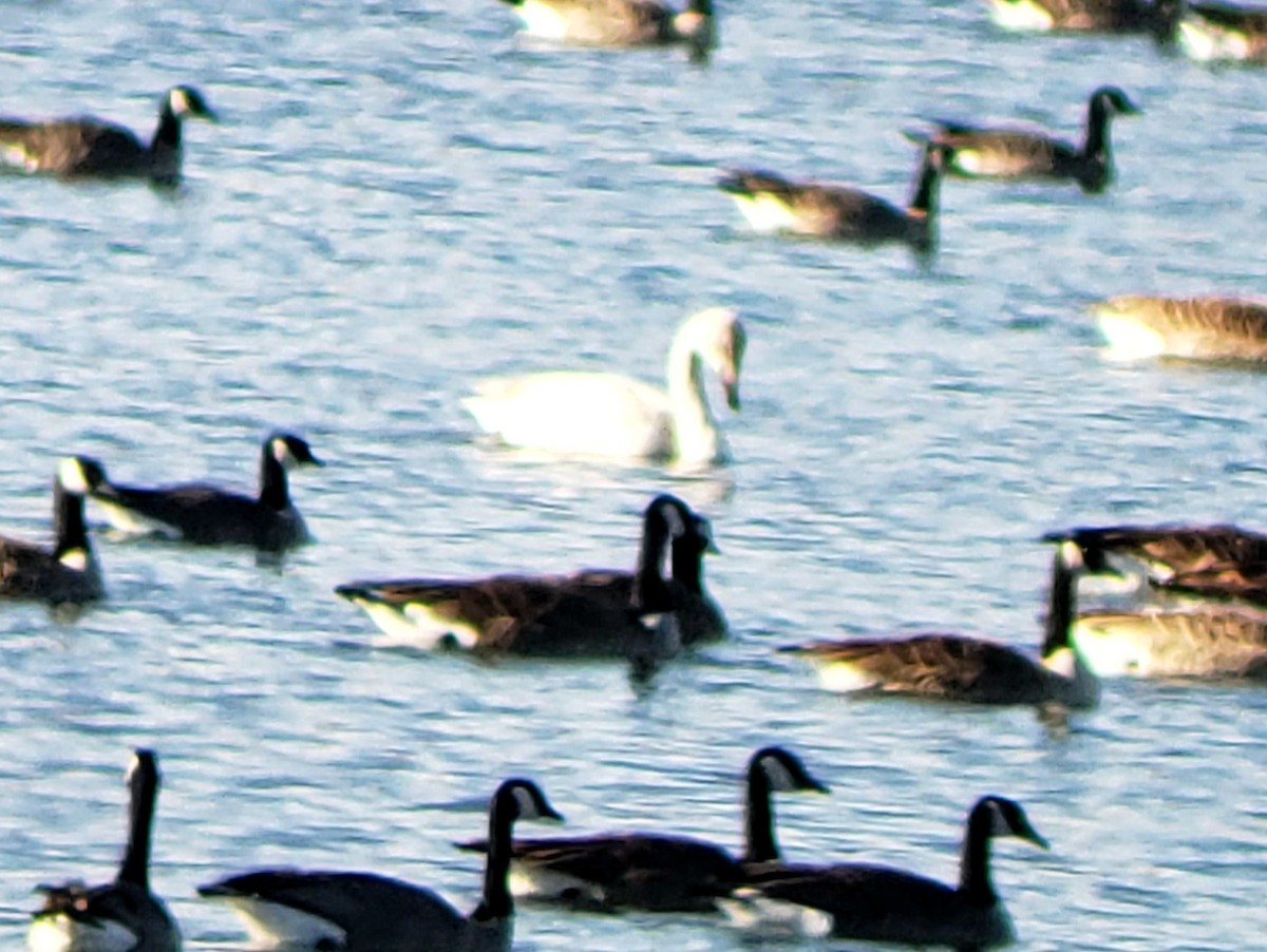 Tundra Swan - Mackenzie Goldthwait