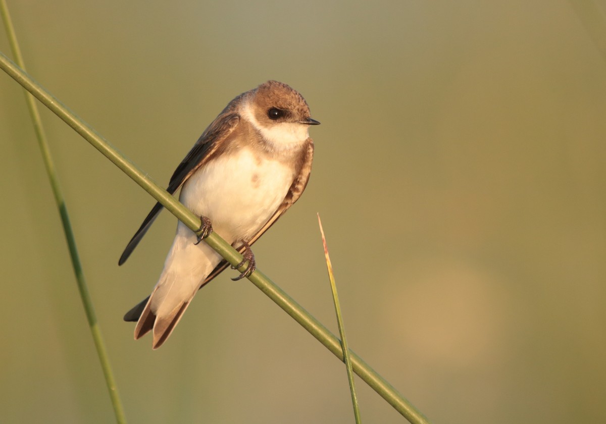 Pale Martin - ML407229031