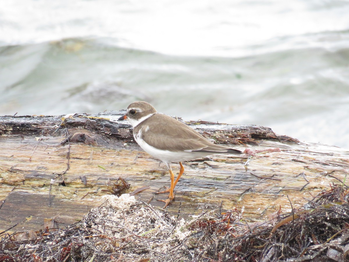 Semipalmated Plover - ML407232051
