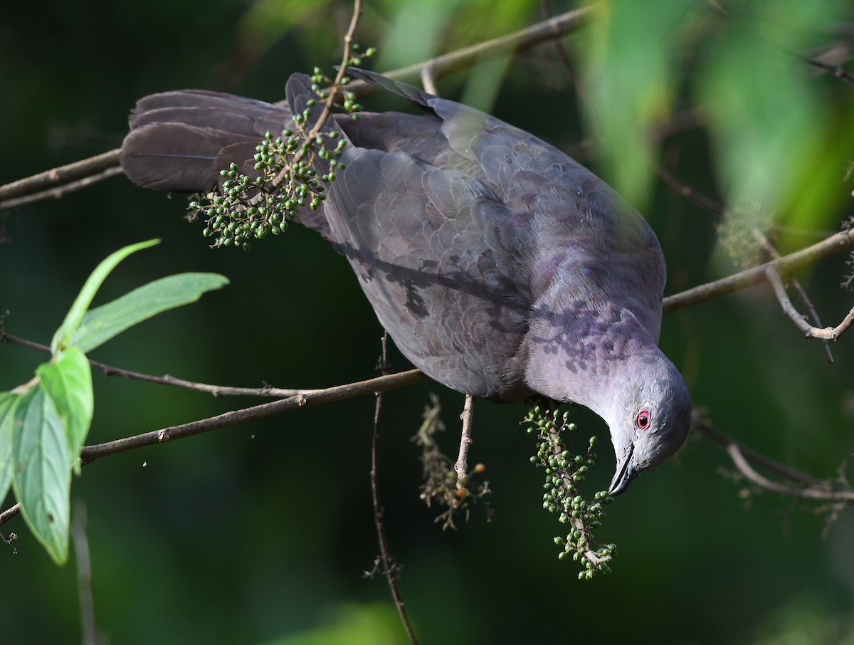 Dusky Pigeon - ML407233871