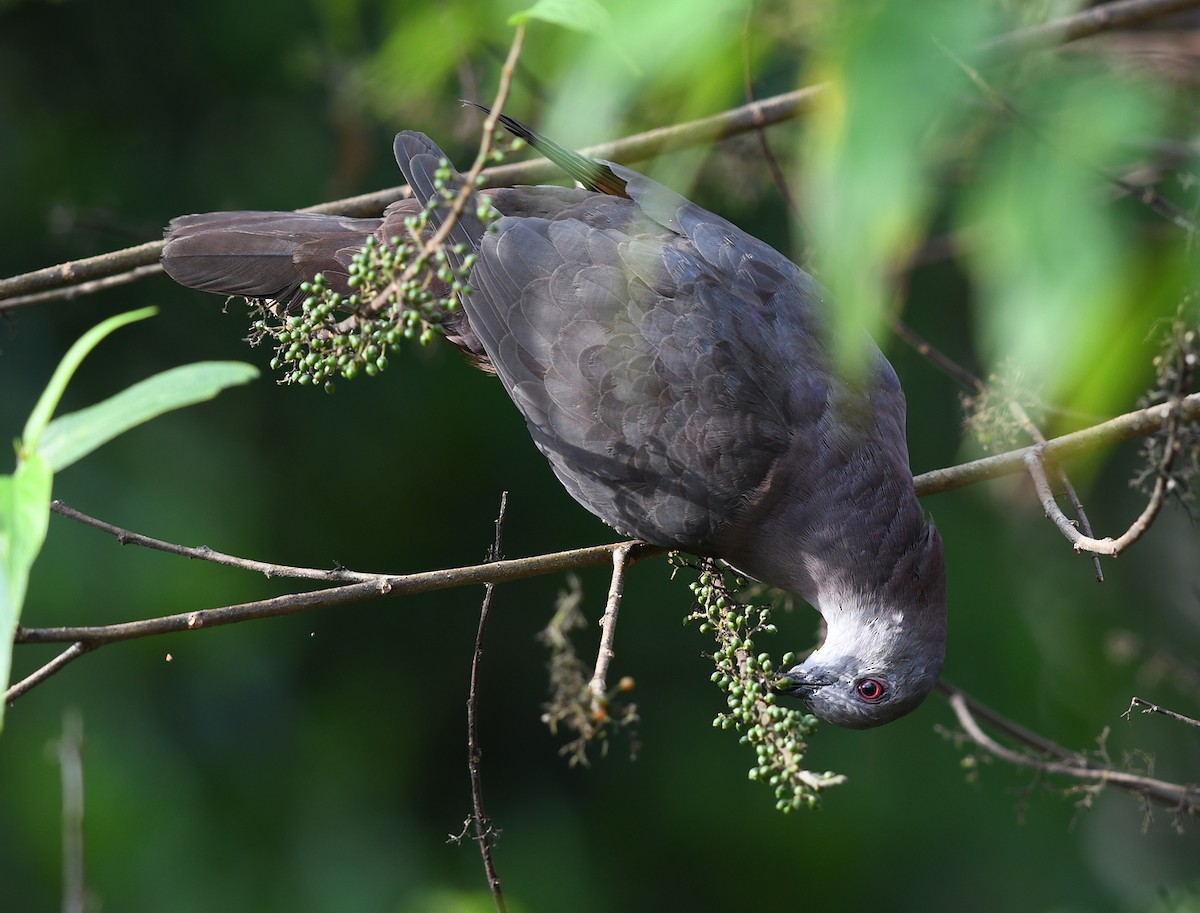 Dusky Pigeon - ML407233891