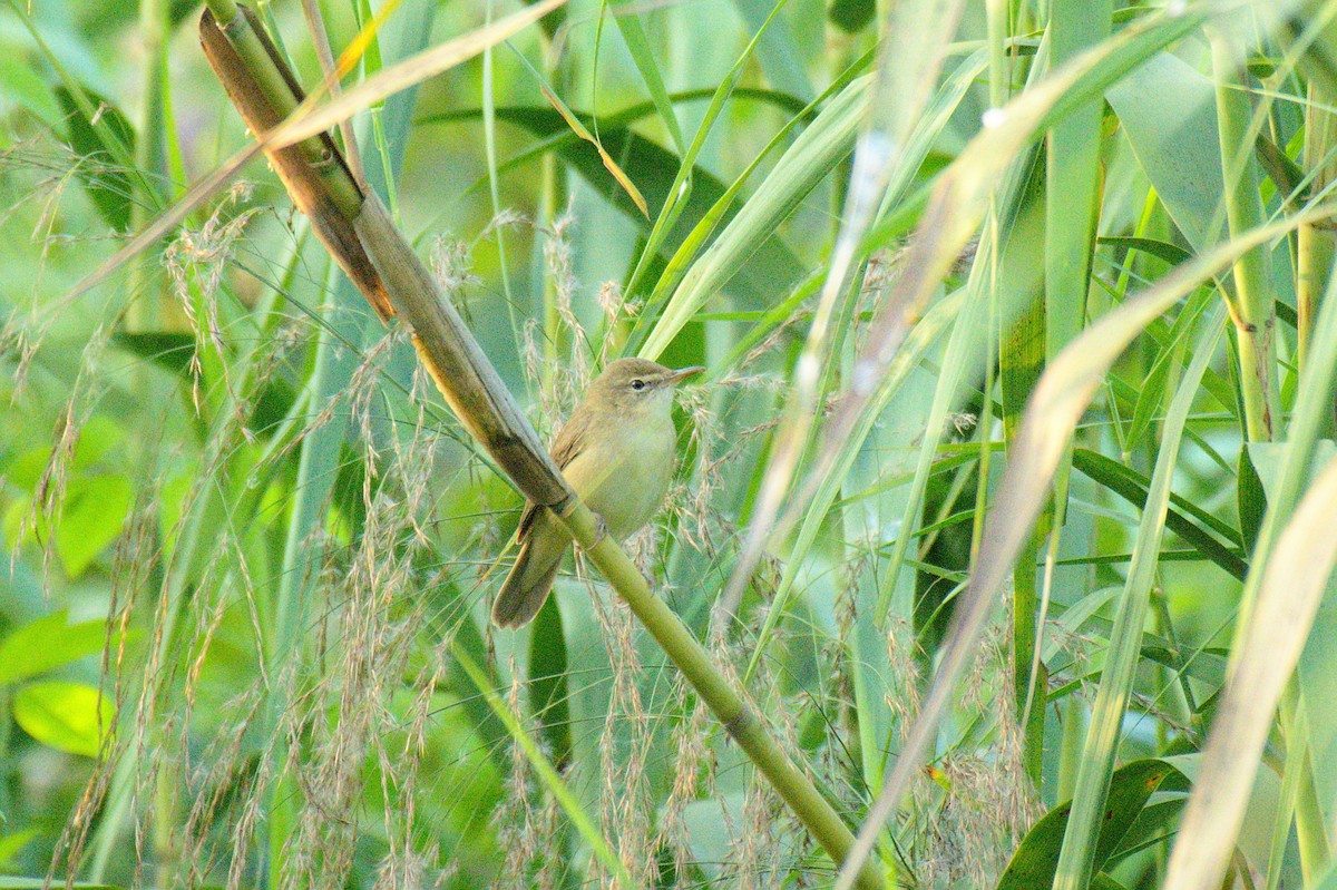Blyth's Reed Warbler - Aneesh Sasidevan