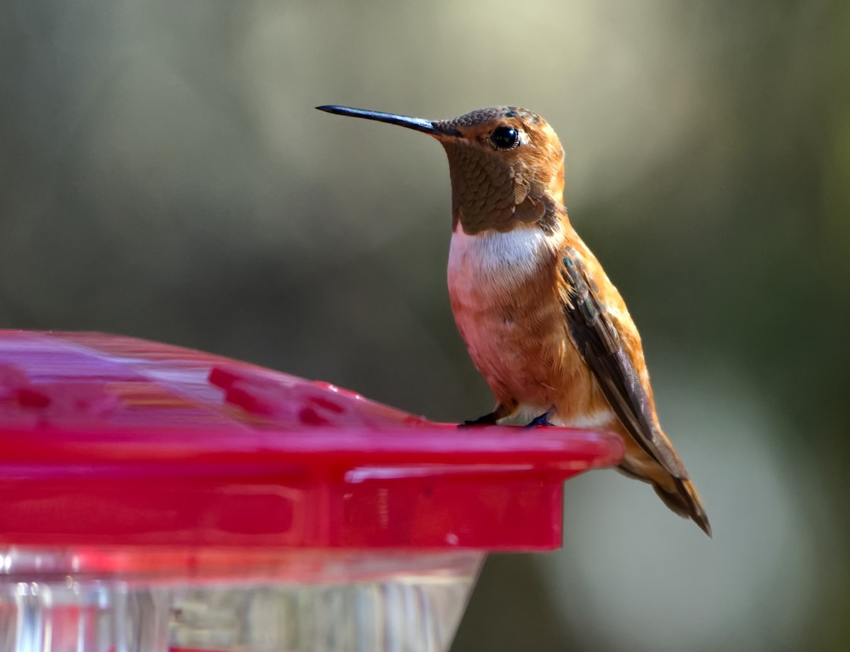 Rufous Hummingbird - Tamalyn Block Wortham