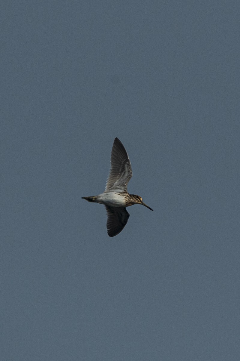 Jack Snipe - ML407238201