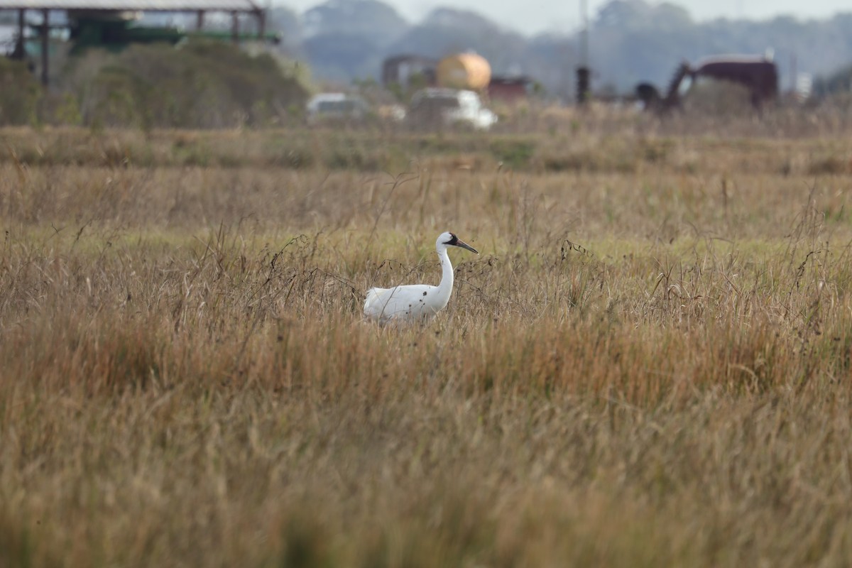 Whooping Crane - Marilyn Guidry