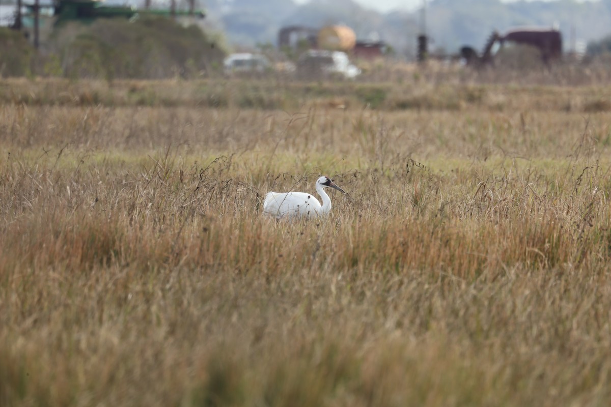 Whooping Crane - ML407238421