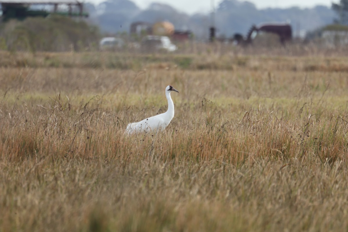 Whooping Crane - ML407238431