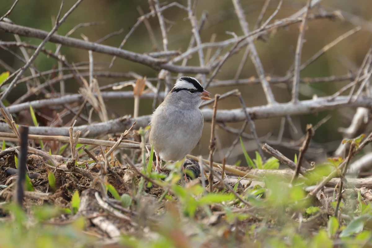 White-crowned Sparrow - ML407238691